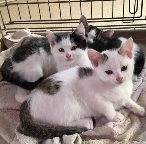 募集終了します ありがとうございます里親子猫 ラララ 姫路の猫の里親募集 ジモティー
