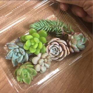 愛媛県の中古多肉植物が無料 格安で買える ジモティー