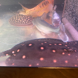 淡水エイ ダイヤモンドポルカ 20cm