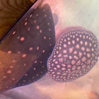 淡水エイ ダイヤモンドポルカ 20cm