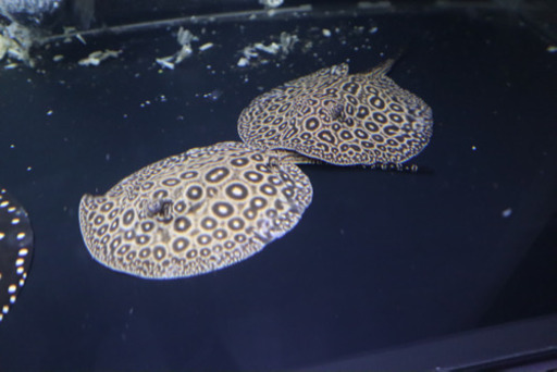 アルビノ　クロコダイルスティングレーヘテロ　淡水エイ　古代魚　ポルカ  アロワナ　水槽　大型魚