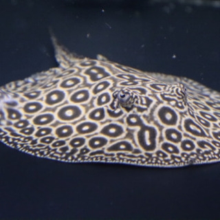 アルビノクロコ 約30センチ 引き取り魚