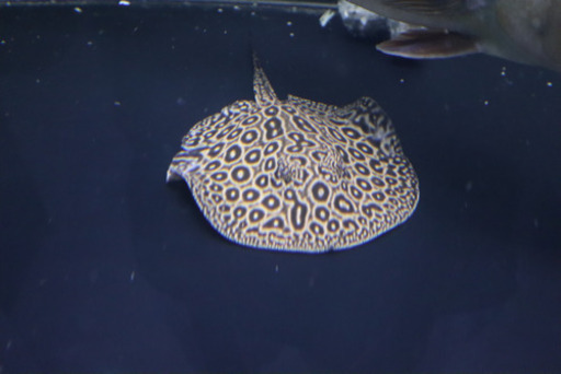 アルビノ クロコダイルスティングレーヘテロ 淡水エイ 古代魚