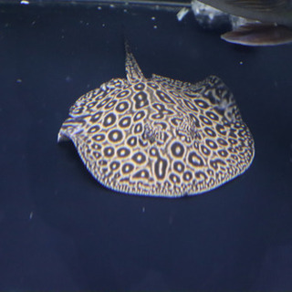 アルビノ クロコダイルスティングレーヘテロ 淡水エイ 古代魚  