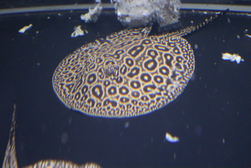 アルビノ クロコダイルスティングレーヘテロ 淡水エイ 古代魚 ポルカ 