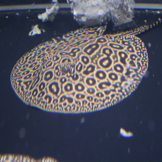 アルビノ クロコダイルスティングレーヘテロ 淡水エイ 古代魚 ポルカ 