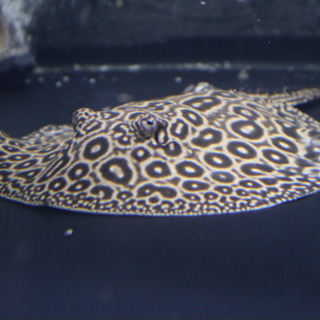 35,800円〜【淡水エイ】アルビノクロコダイルスティングレー 単品&ペア