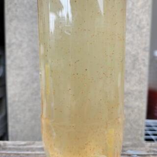 静岡県の中古ミジンコが無料 格安で買える ジモティー