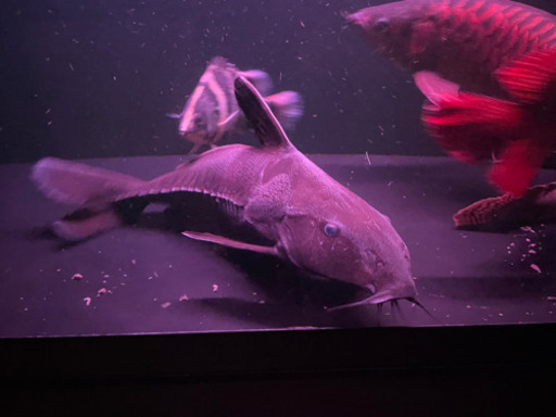 熱帯魚　オキシドラス　生体