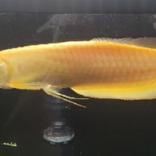 値下げ】アルビノシルバーアロワナ 約40㎝
