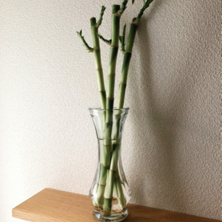 中古ミリオンバンブーが無料 格安で買える ジモティー