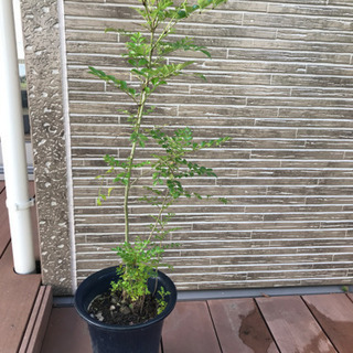 千葉県の中古シマトネリコが無料 格安で買える ジモティー