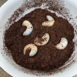 ヘラクレスオオカブト(ヘラクレス・ヘラクレス)の幼虫 20匹セット