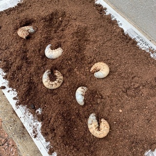 ヘラクレスオオカブト(ヘラクレス・ヘラクレス)の幼虫 20匹セット