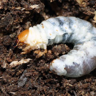 大阪府の中古幼虫が無料 格安で買える ジモティー