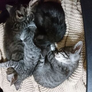 4匹の兄妹猫です