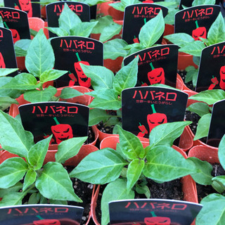 中古ハバネロが無料 格安で買える ジモティー