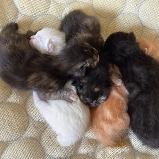 【新規お問合せ中断中】4月28日に5匹の子猫が生まれました。