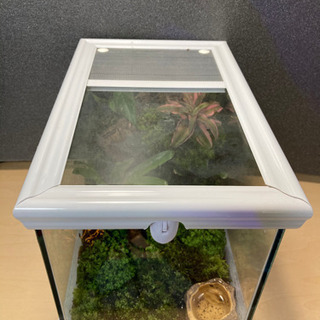 ☆杜のメダカカエル飼育にオススメ！！パルダリウム完成品☆