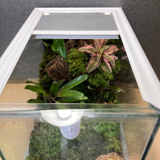 ☆杜のメダカ☆★カエル飼育にオススメ！！パルダリウム完成品★