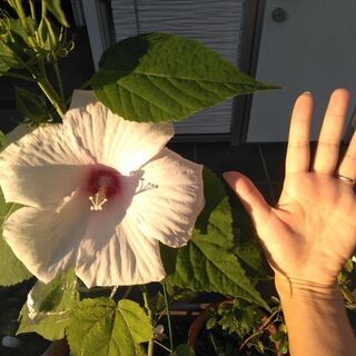 大輪 アメリカフヨウ植木鉢付 ガーデニング 検 花 大きなハイビスカス クリーム犬 栄生のその他の中古あげます 譲ります ジモティーで不用品の処分