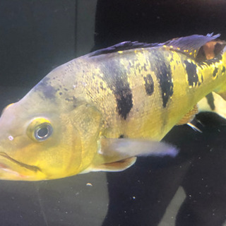 キクラ　ケルベリー　熱帯魚