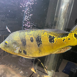 キクラ　ケルベリー　熱帯魚