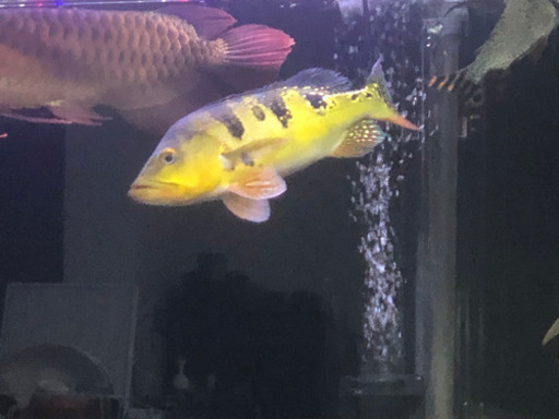 キクラ　ケルベリー　熱帯魚