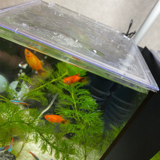 中古ミッキーマウスプラティが無料 格安で買える ジモティー