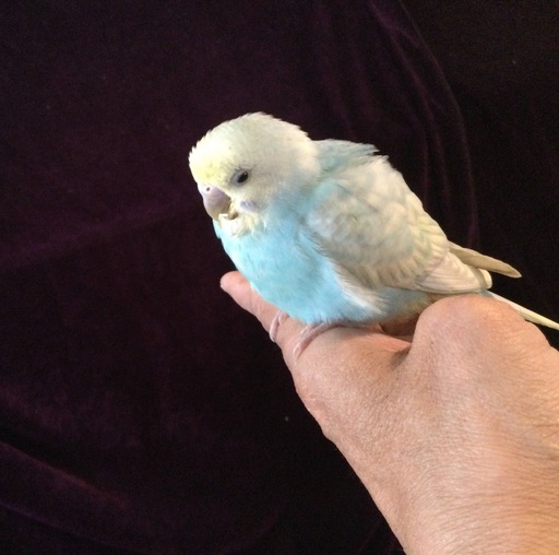 セキセイインコ パステルカラー 秋津島 栂 美木多のその他の里親募集 ジモティー セキセイインコ パステルカラー 秋津島 栂 美木多のその他の里親募集 ジモティー