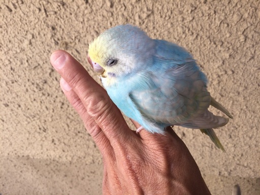 セキセイインコ パステルカラー 秋津島 栂 美木多のその他の里親募集 ジモティー