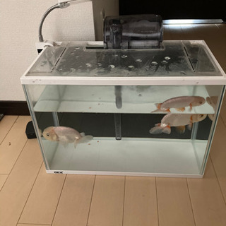 90cm水槽セット　自作水槽台　小さな水槽セット
