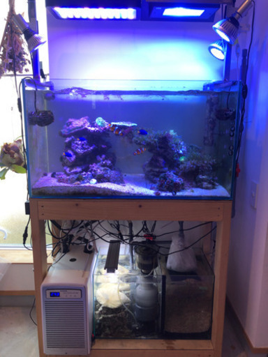 取り引き終了　海水魚水槽セット　照明、プロスキ、クーラー、ライブロック、生体etc…全て