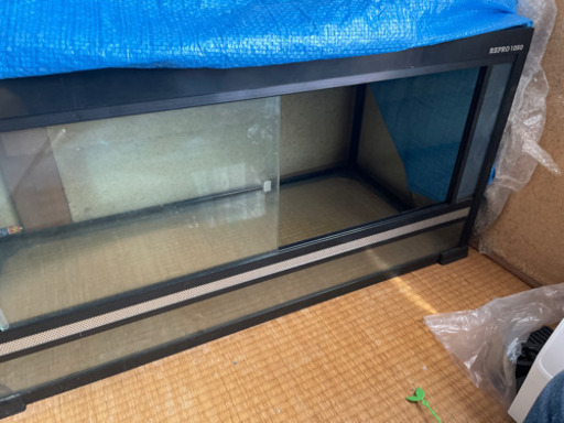 爬虫類ケース