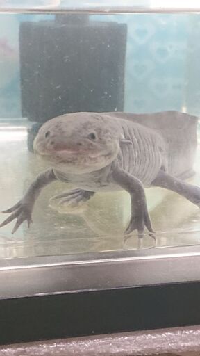 ウーパールーパー ブラック ロデム 葛飾のその他の中古あげます 譲ります ジモティーで不用品の処分