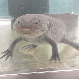 ウーパールーパー ブラック ロデム 葛飾のその他の中古あげます 譲ります ジモティーで不用品の処分