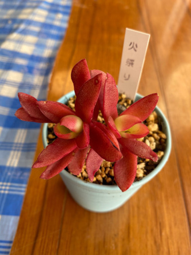 多肉植物 カット苗 抜き苗 Or葉挿し 火祭り 紅葉祭り クラッスラ属 1点 うに プロフ必読 阿左美のその他の中古あげます 譲ります ジモティーで不用品の処分