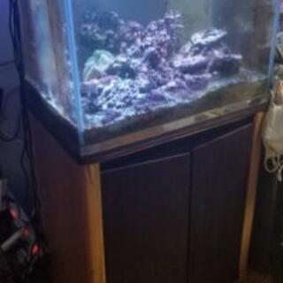 海水魚 水槽 その他