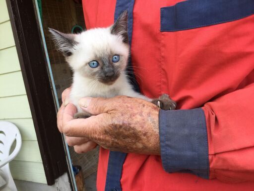 3匹のシャムの子猫の里親募集 Peko 海崎の猫の里親募集 ジモティー 3匹のシャムの子猫の里親募集 Peko 海崎の猫の里親募集 ジモティー