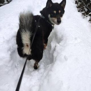 見つかりました！黒柴探しています(迷い犬)(小野駅付近)