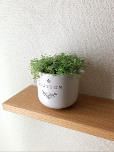 観葉植物　ベビーティアーズ①　天使の涙　おしゃれな3号の陶器の鉢と受け皿付き