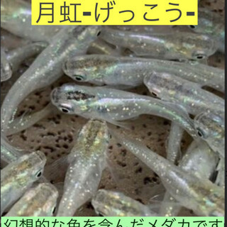 メダカの稚魚販売します❸月虹-げっこう-❤️10匹で！幻想的な月...