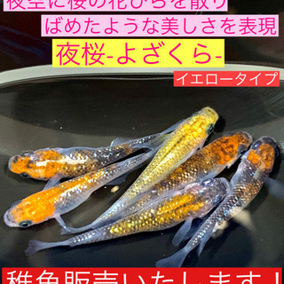 メダカの稚魚販売します❹夜桜-よざくら❤️10匹で！夜空に桜の花...