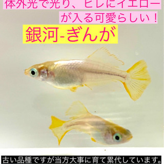 メダカの稚魚販売します❺銀河-ぎんが❤️10匹で！はっきりイエロ...