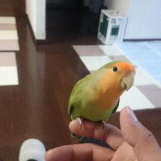 コザクラインコ里親募集 ナオ 安積永盛のその他の里親募集 ジモティー