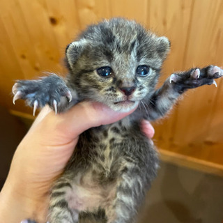 子猫を飼ってくださる方いませんか？？引取先決定♡の画像