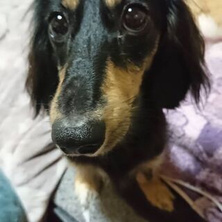 神奈川県 横浜市の犬の里親募集 ジモティー 神奈川県 横浜市の犬の里親募集 ジモティー
