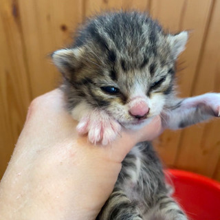 子猫を飼ってくださる方いませんか？？引取先決定♡ − 長崎県