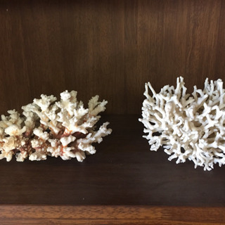 珊瑚？