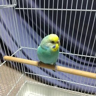 セキセイインコ(ほぼ決定致しました。募集を終了致します。)の画像